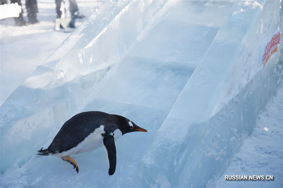 Пингвиньи забавы среди льда и снега