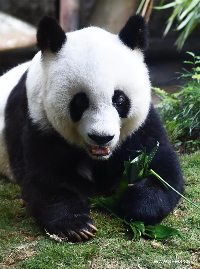 Панда-долгожительница Басы празднует 37-й день рождения