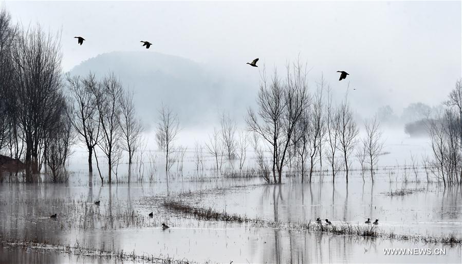Рост популяции черношейных журавлей в провинции Юньнань