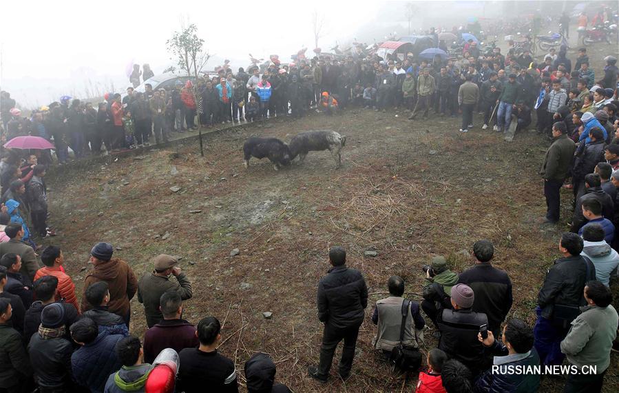 Состязания черных хряков в горной деревне в провинции Гуйчжоу