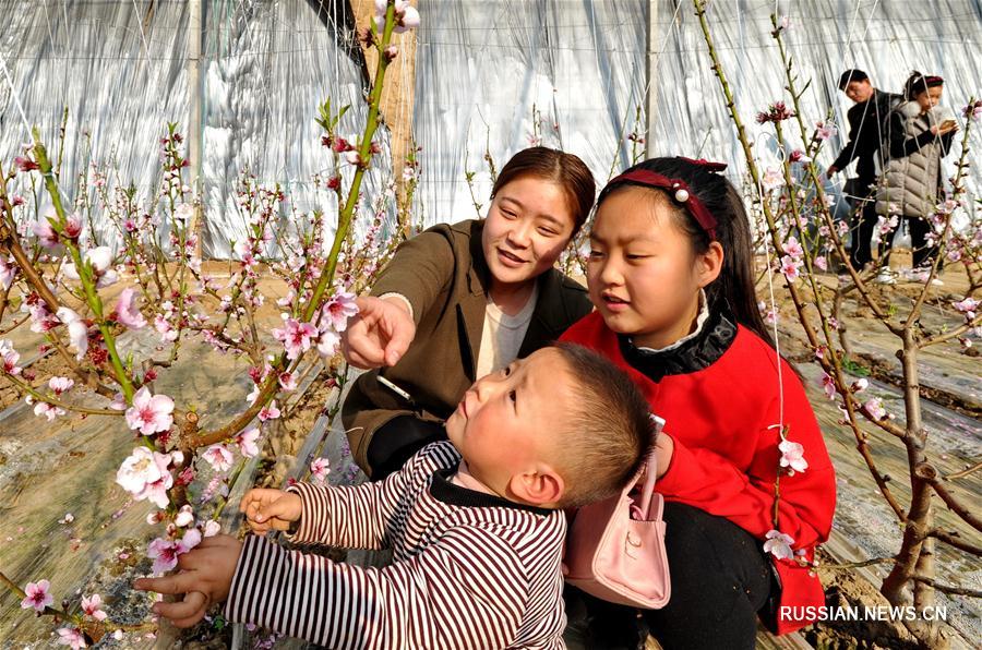 Цветущие персики среди морозов в провинции Хэбэй
