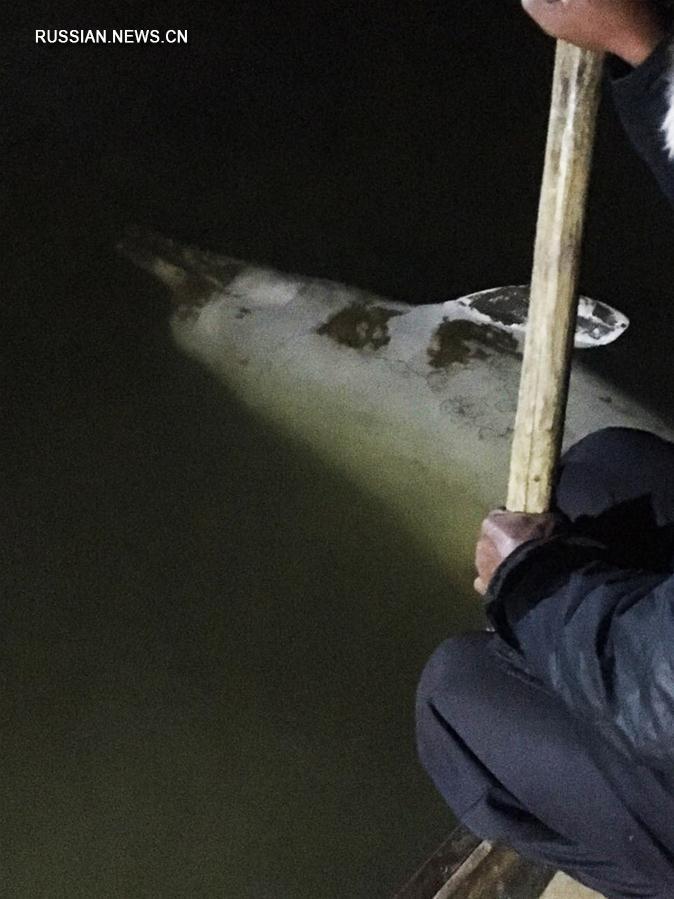 На юге Китая погиб заплывший в пресные воды белый дельфин 