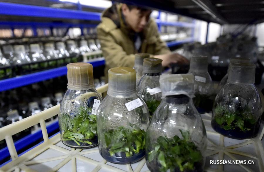 Выращивание фаленопсисов стало новым источником дохода для фермеров из Тяньцзиня