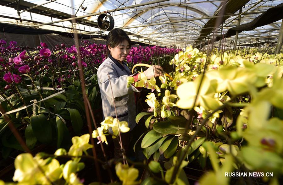 Выращивание фаленопсисов стало новым источником дохода для фермеров из Тяньцзиня