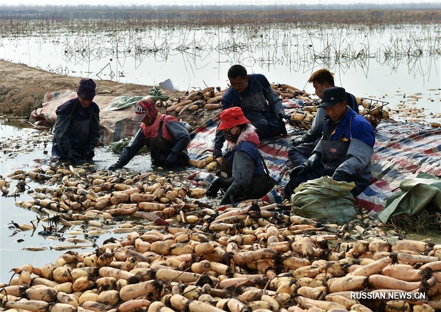 Сбор корневищ лотоса в провинции Шаньси