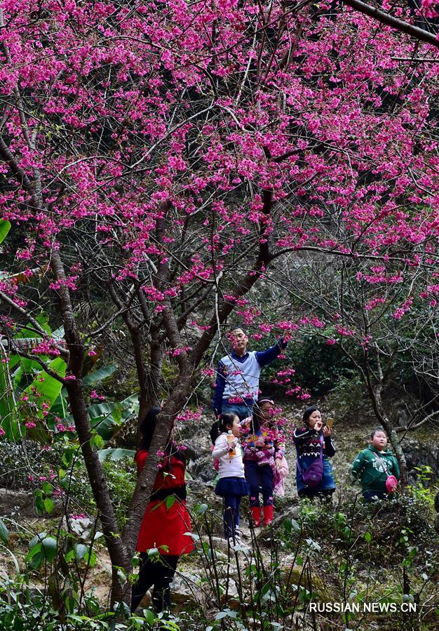 Цветение вишни в Фучжоу