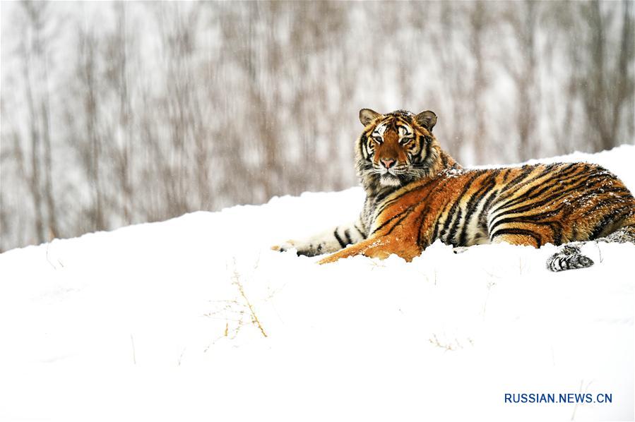 Амурские тигры в Харбине радуются выпавшему снегу