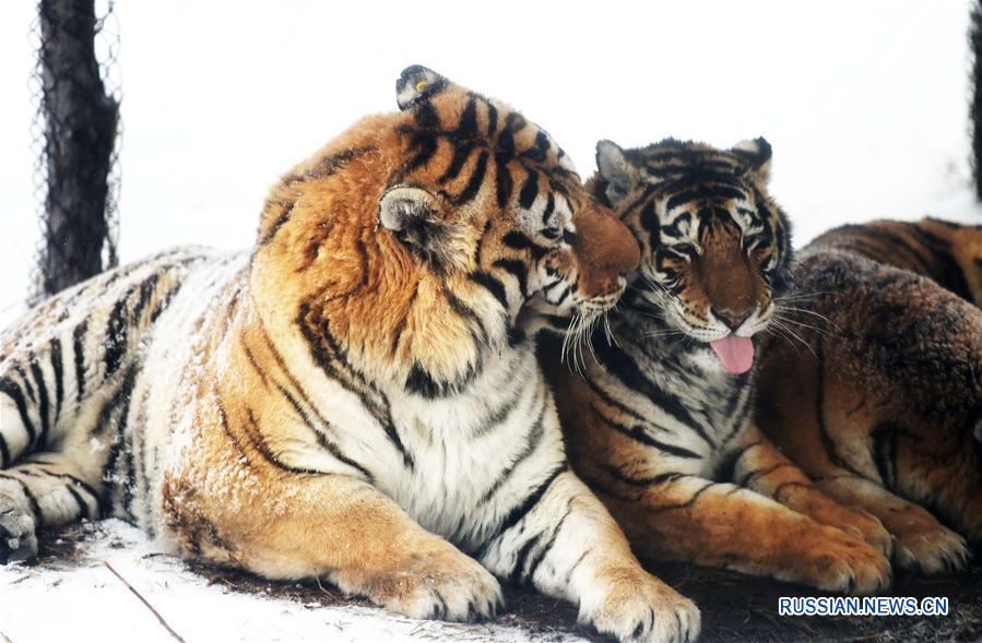 Амурские тигры в Харбине радуются выпавшему снегу