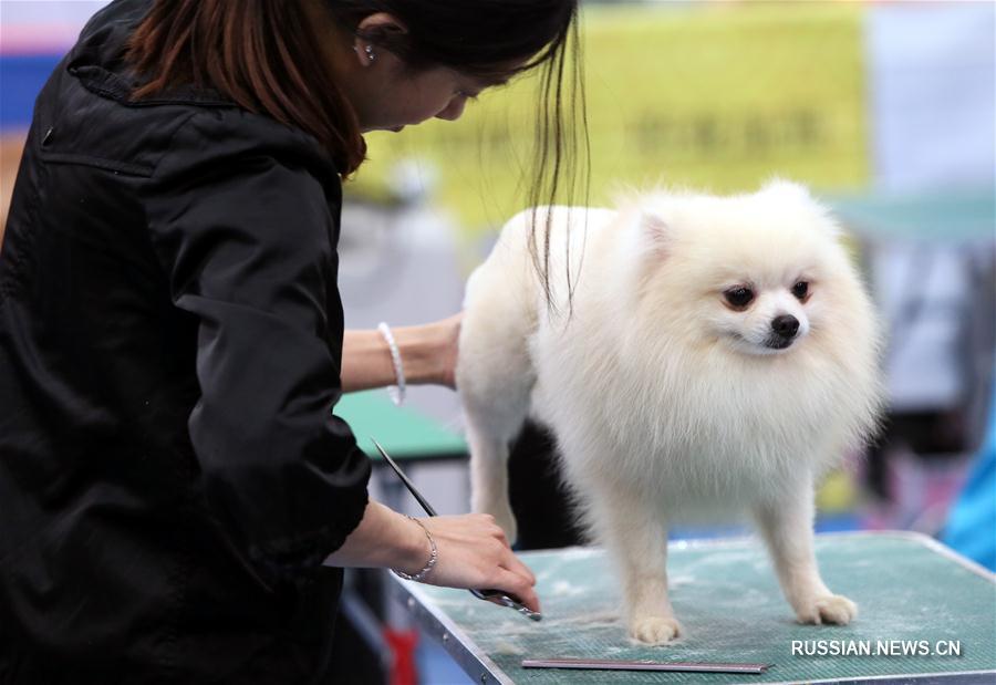 Конкурс красоты среди собак в Сянгане
