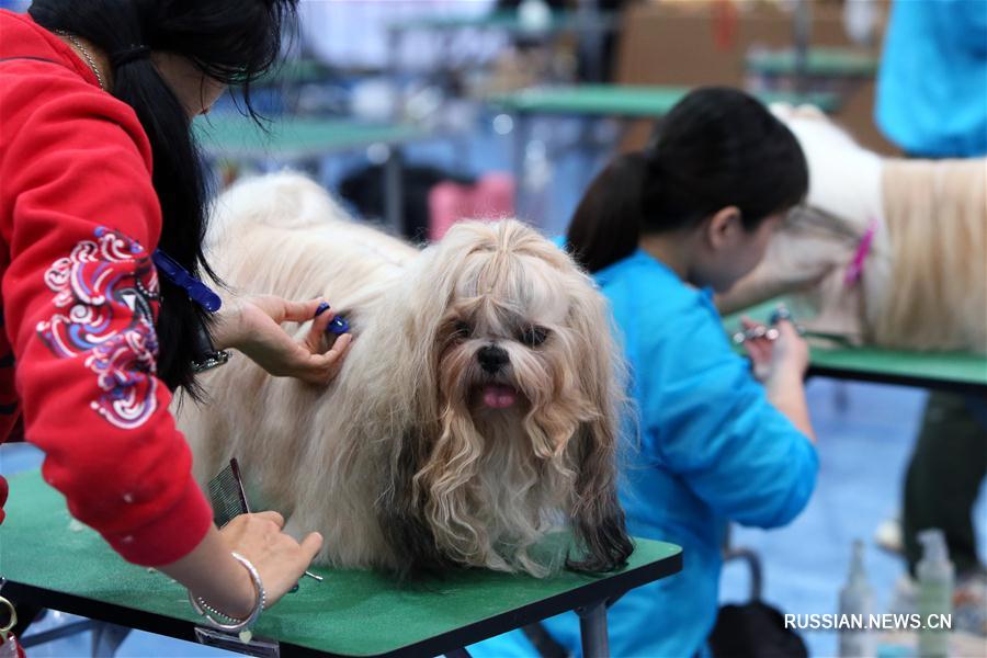 Конкурс красоты среди собак в Сянгане