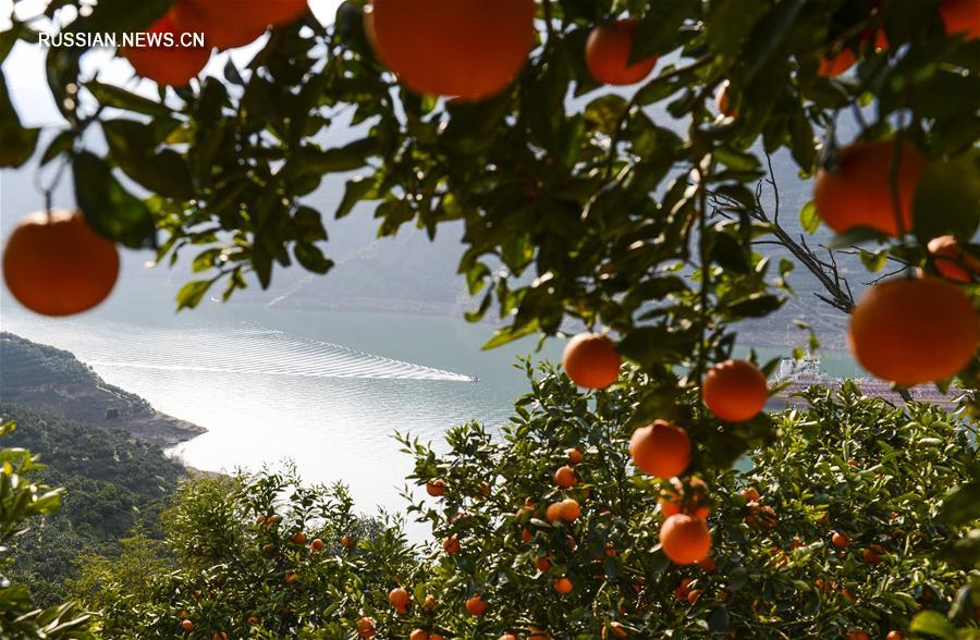 Начался сезон апельсинов сорта навель с красной мякотью из провинции Хубэй