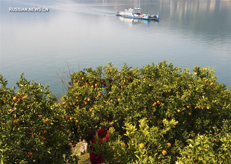 Начался сезон апельсинов сорта навель с красной мякотью из провинции Хубэй