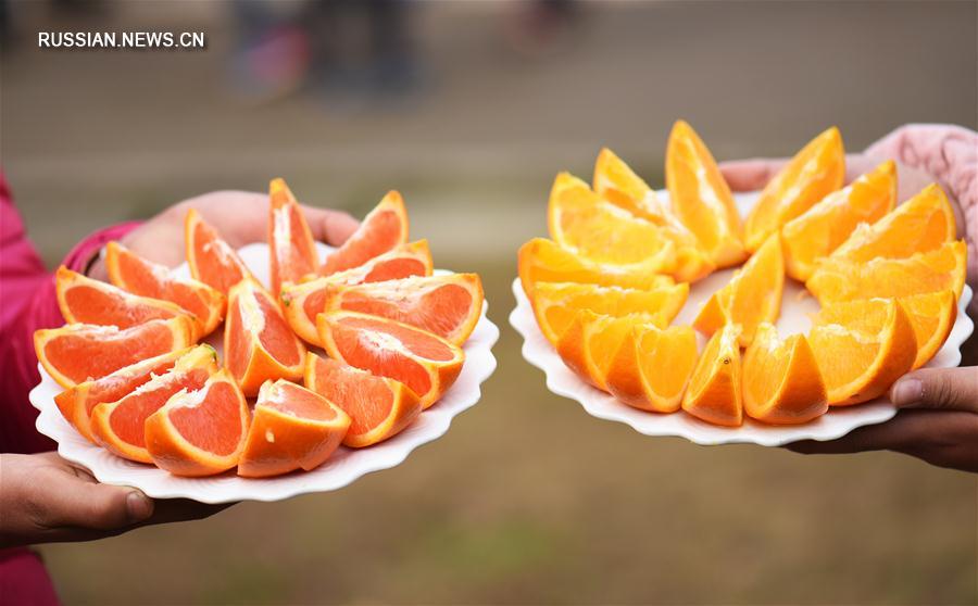 Начался сезон апельсинов сорта навель с красной мякотью из провинции Хубэй