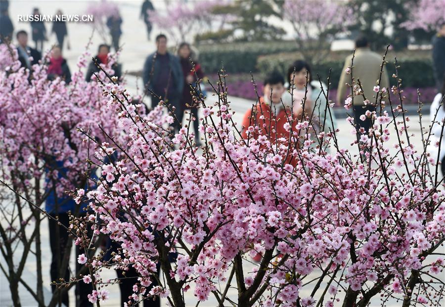 Культурный фестиваль цветов мэйхуа в провинции Цзянсу