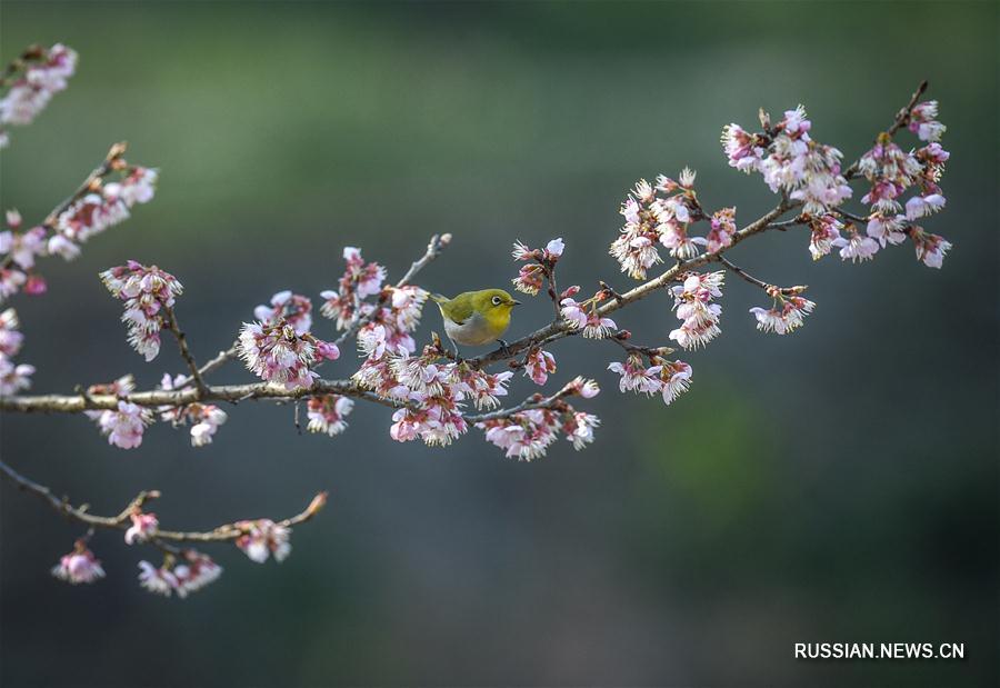 Цветы и птицы в нанкинском парке