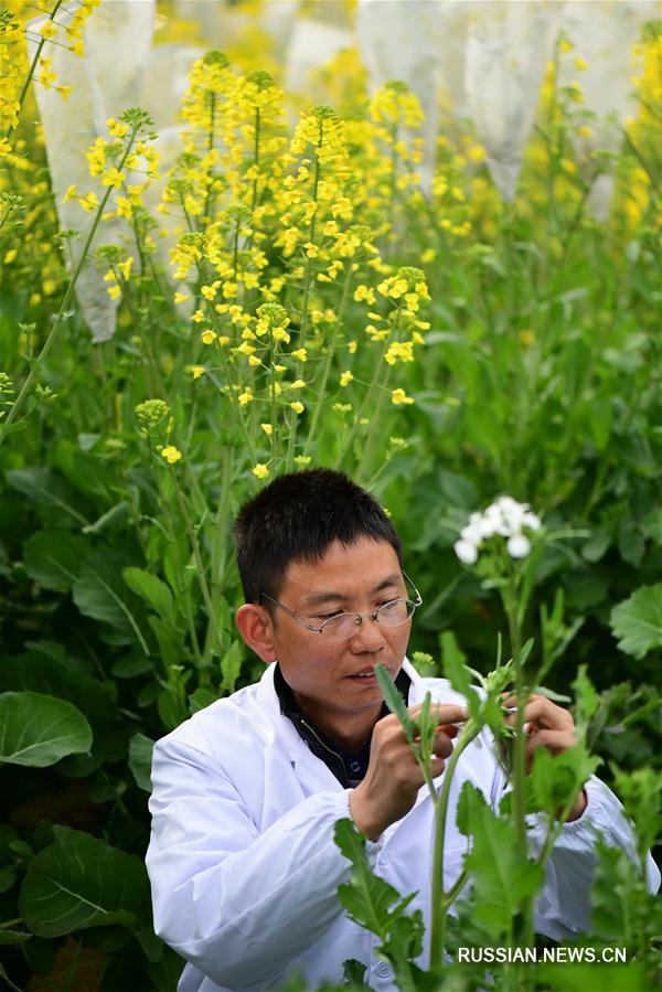 Разноцветный рапс выращивают в провинции Цзянси 