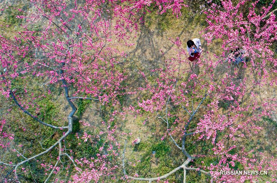 Цветение персиков в Хэфэе 