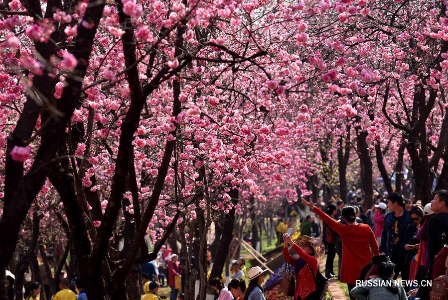 Пышное цветение вишни в Куньмине
