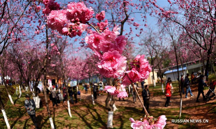 Пышное цветение вишни в Куньмине