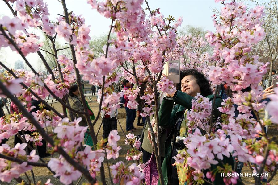 Вишня в цвету в пекинском парке