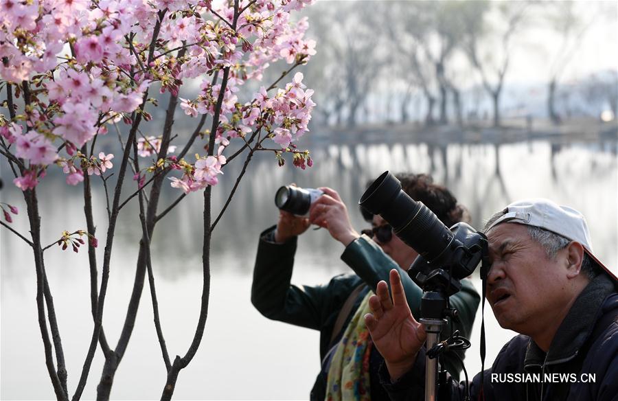 Вишня в цвету в пекинском парке