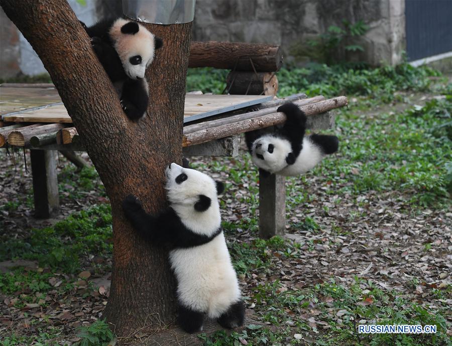 （社会）（1）重庆动物园三只大熊猫幼崽集体亮相