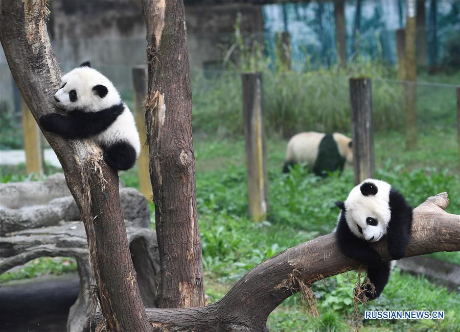 （社会）（3）重庆动物园三只大熊猫幼崽集体亮相