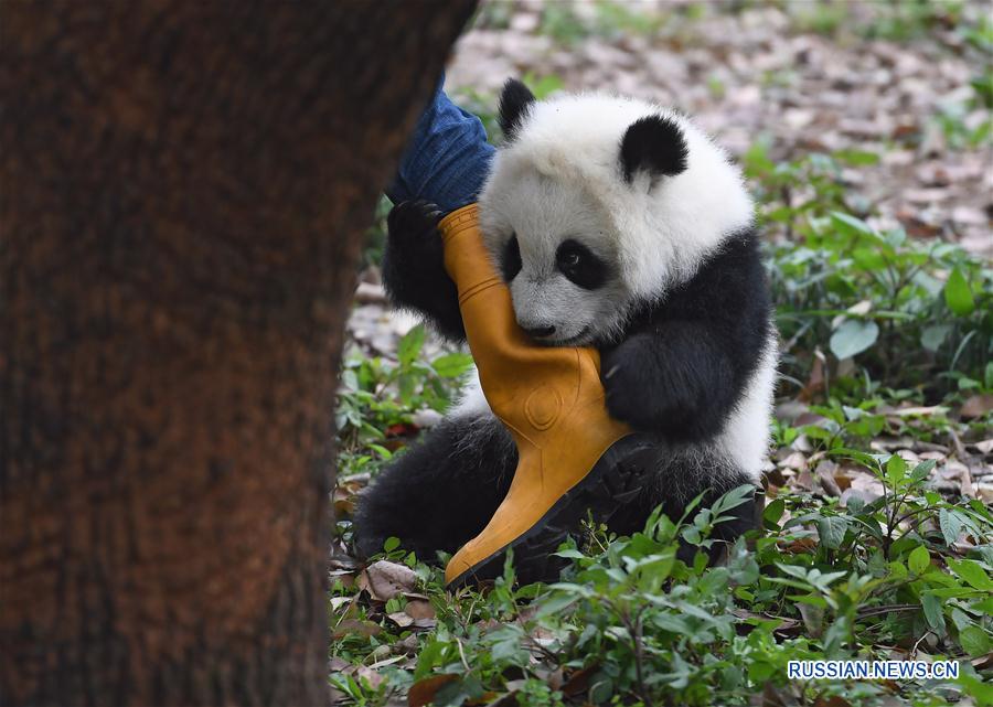 （社会）（5）重庆动物园三只大熊猫幼崽集体亮相