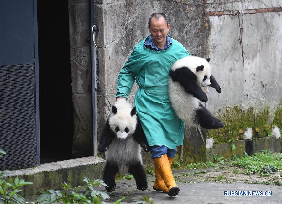 （社会）（9）重庆动物园三只大熊猫幼崽集体亮相