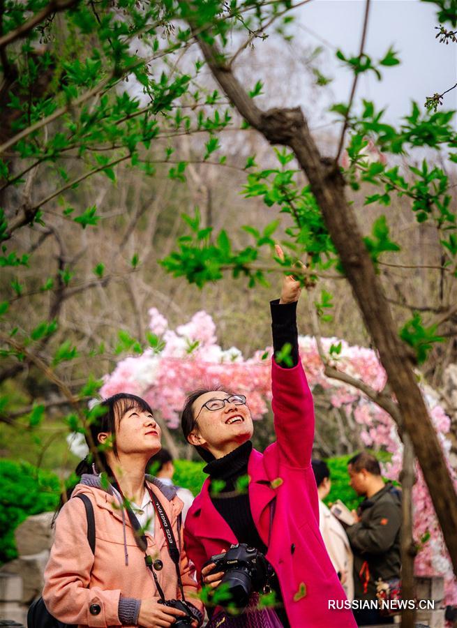 В парке Улунтань города Цзинань цветут весенние цветы