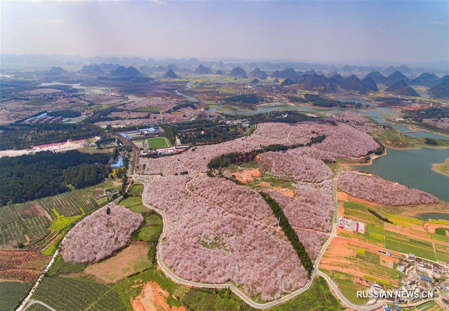 Цветущий вишневый сад в уезде Пинба 
