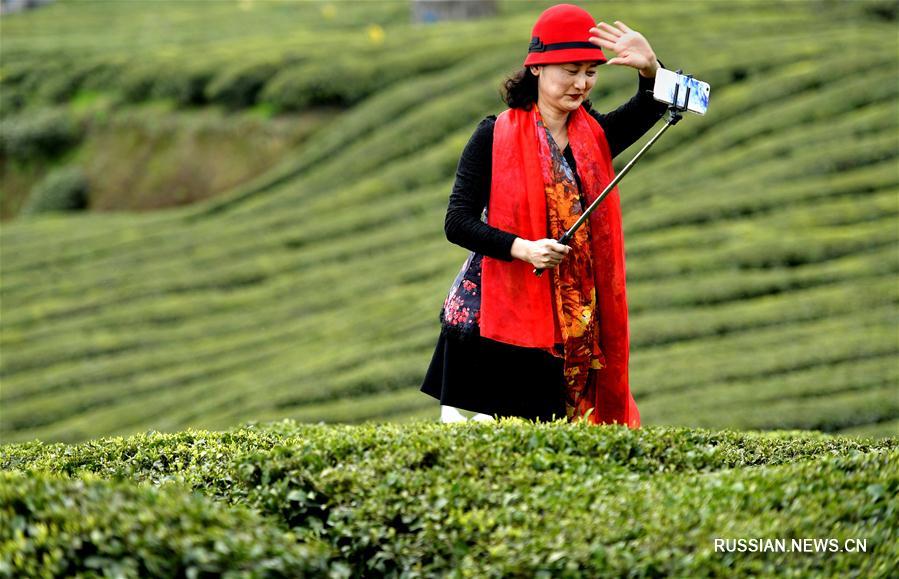 Чайные плантации в Хубэе превратились в туристическую достопримечательность