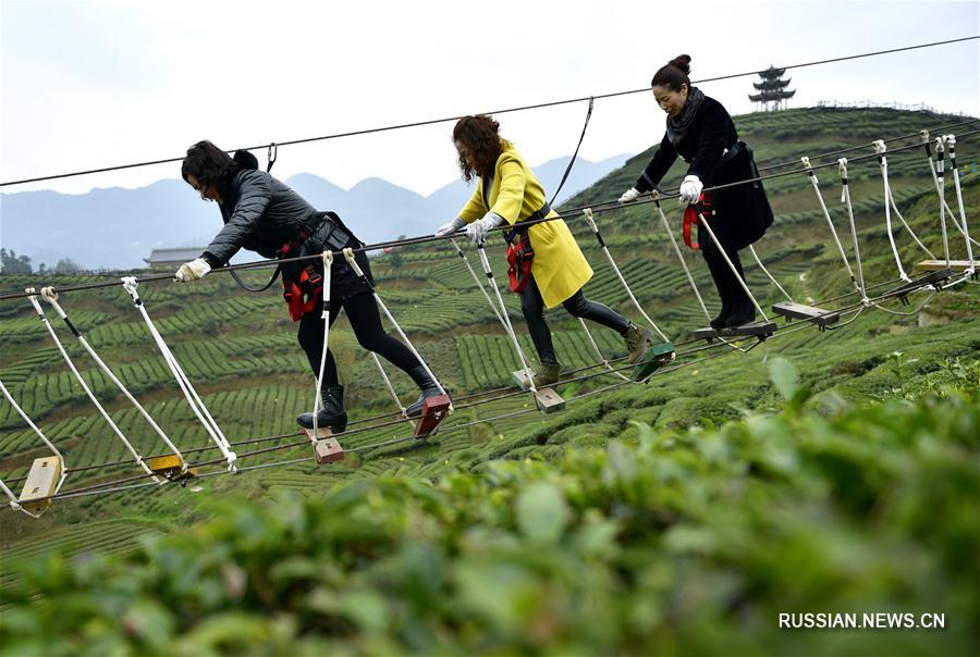 Чайные плантации в Хубэе превратились в туристическую достопримечательность