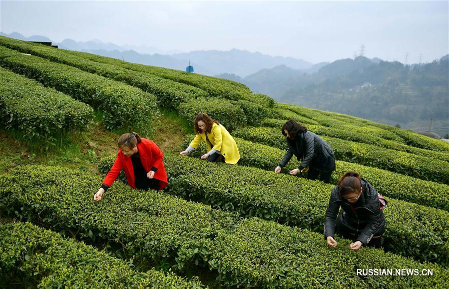 Чайные плантации в Хубэе превратились в туристическую достопримечательность