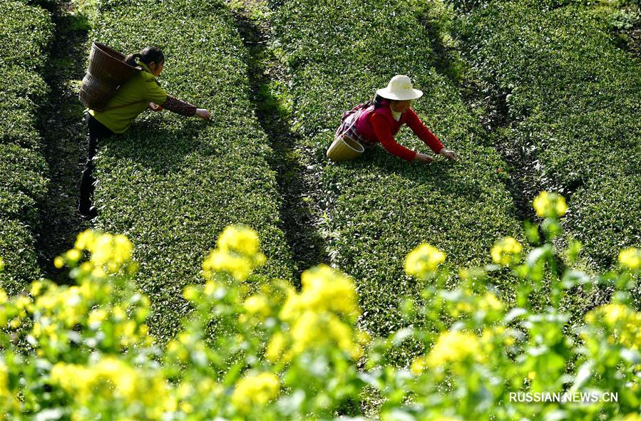 В Китае идет сбор "предцинминских" чаев