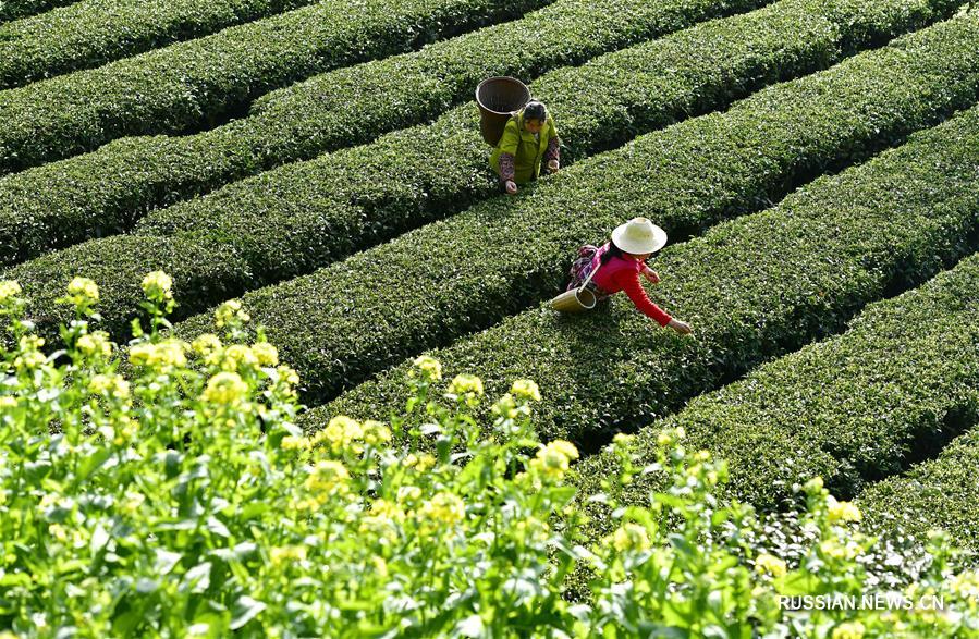 В Китае идет сбор "предцинминских" чаев