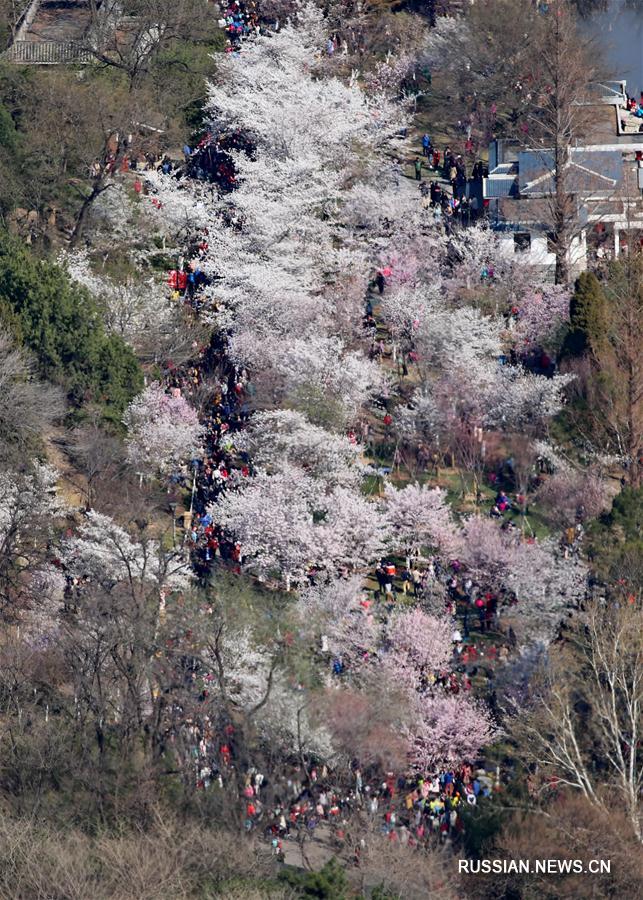 Пышное цветение сакуры в пекинском парке Юйюаньтань
