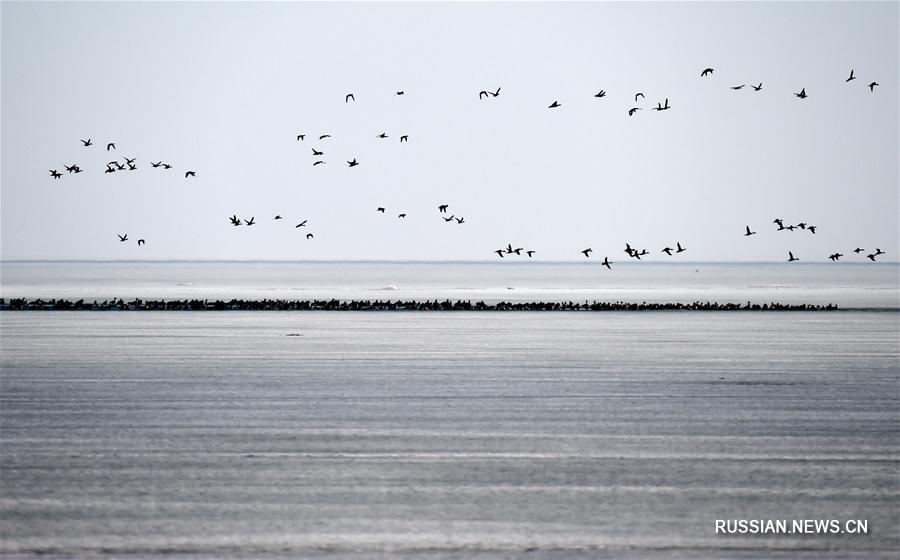 "Птичье наводнение" на озере Синкайху
