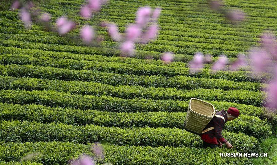 Чай "Лэнхоухунь" с горных плантаций провинции Хубэй