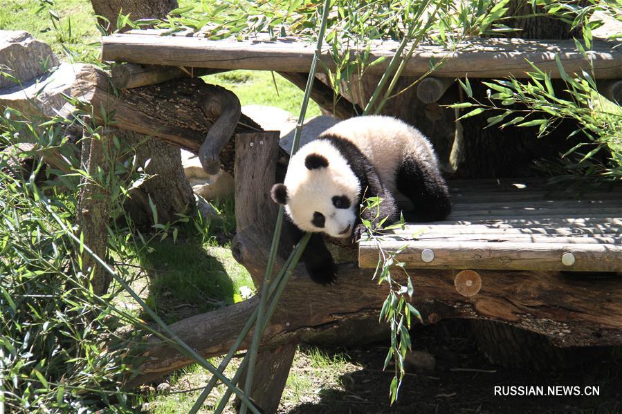 Большая панда Чулина впервые встретилась с посетителями зоопарка г. Мадрида 