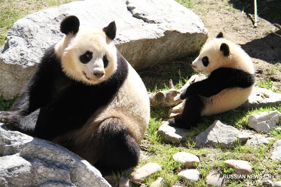 Большая панда Чулина впервые встретилась с посетителями зоопарка г. Мадрида 