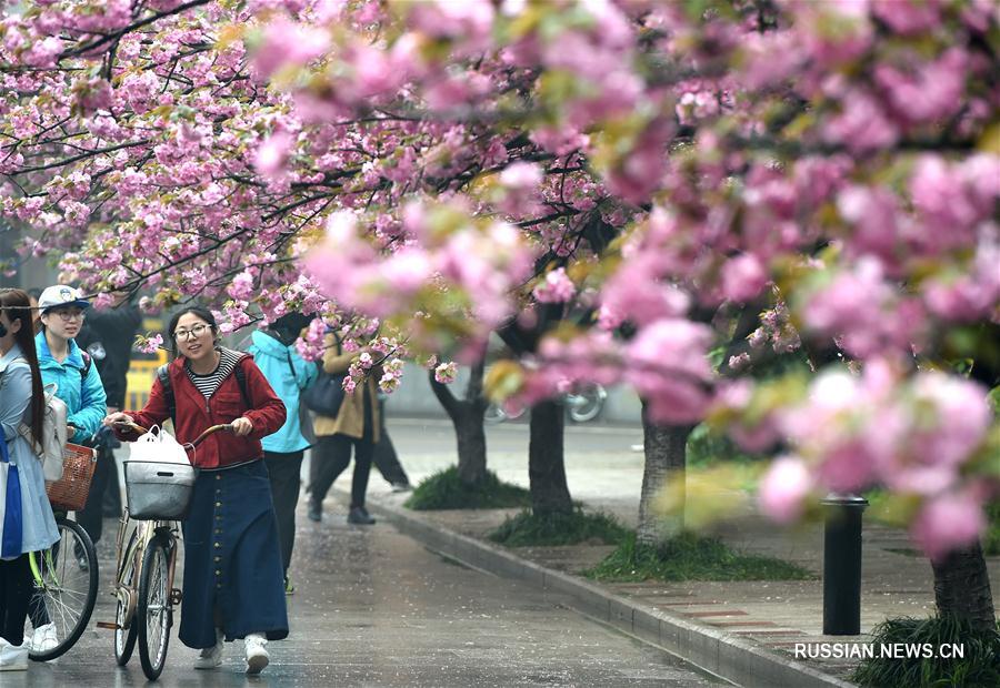 Вишневое цветение в кампусе Китайского научно-технического университета