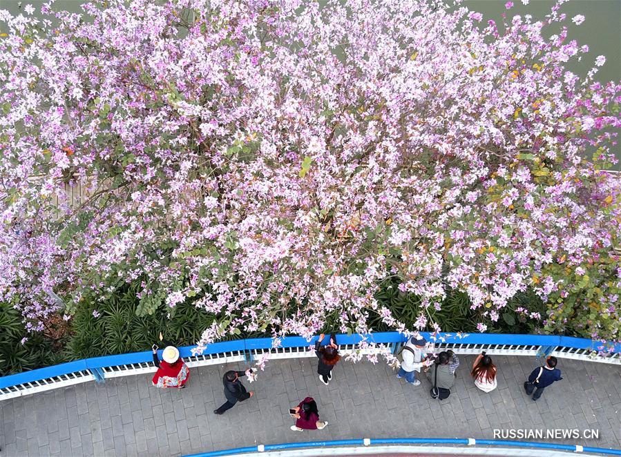 Лючжоу накрыло "розовое море" цветущих баухиний