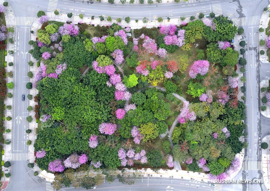 Лючжоу накрыло "розовое море" цветущих баухиний