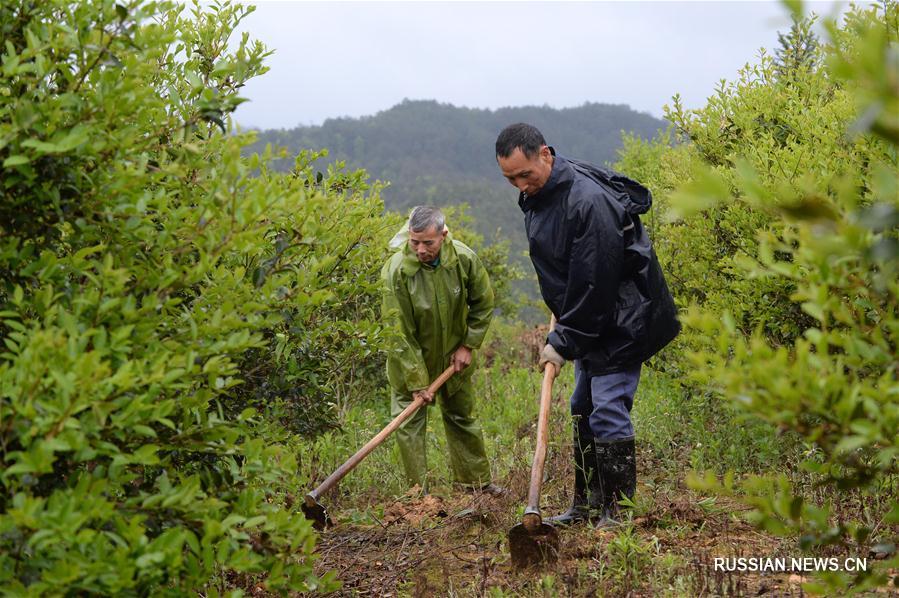 Возделывание масличной камелии помогает крестьянам Жуйцзиня бороться с бедностью