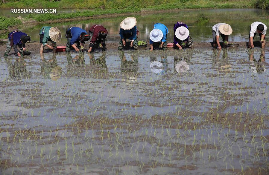 Посадка риса в провинции Гуйчжоу