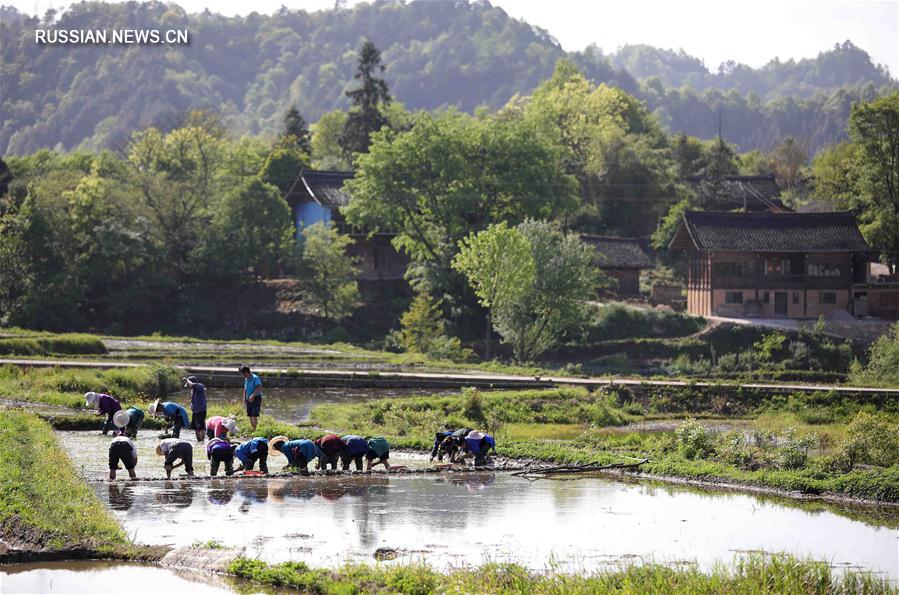 Посадка риса в провинции Гуйчжоу