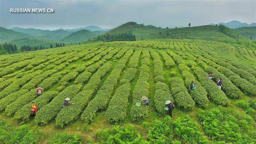 На чайных плантациях уезда Вэнъань собирают последние листья весеннего урожая