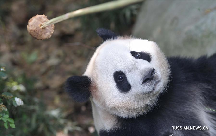 Большие панды Хэсин и Маоэр станут временными обитателями Копенгагенского зоопарка 