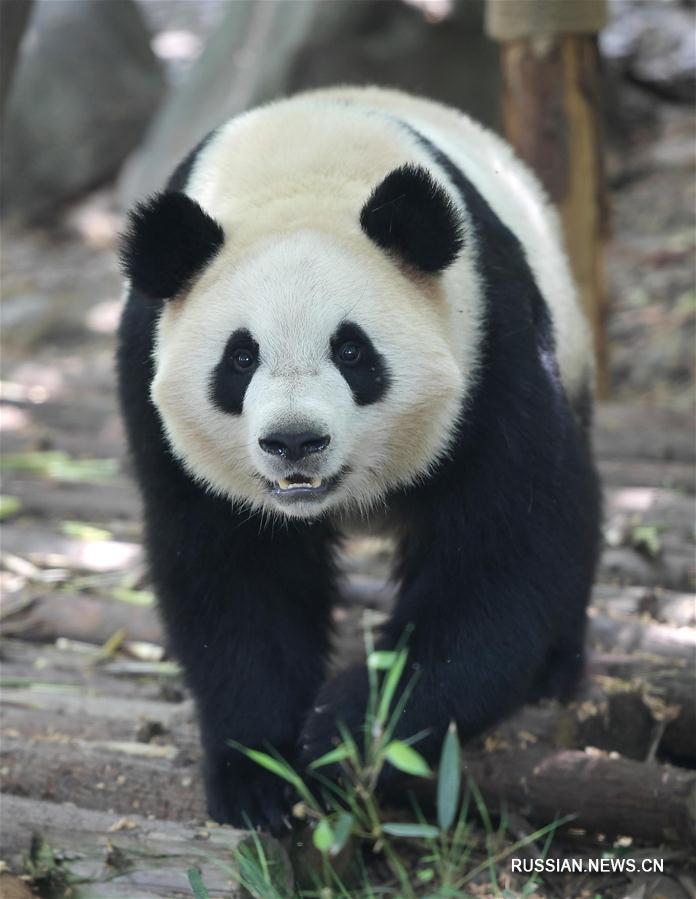 Большие панды Хэсин и Маоэр станут временными обитателями Копенгагенского зоопарка 